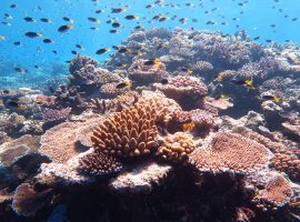 acidificazione degli oceani causa sbiancamento delle barriere coralline