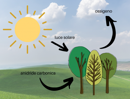 processo di fotosintesi semplificato: le foreste assorbono anidride carbonica e producono ossigeno, mitigando il riscaldamento globale