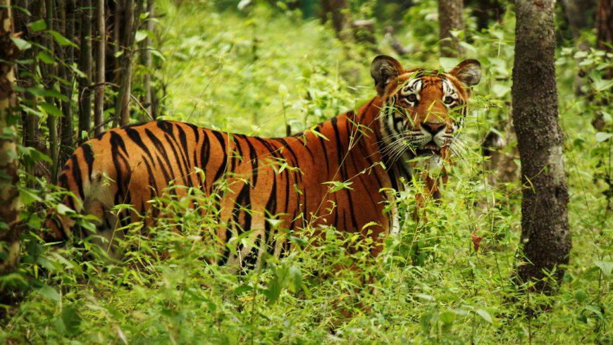 Tigre del bengala nella natura