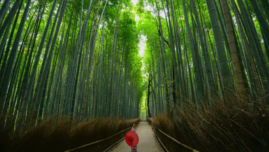 foresta bambù