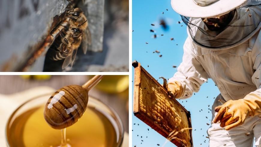 collage di tre foto: ape fuori dall'alveare, miele, apicoltore