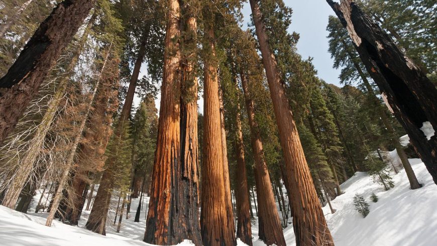 sequoia national park