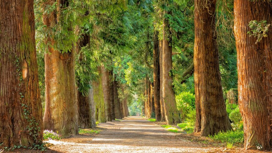 tree-lined avenue with fir trees