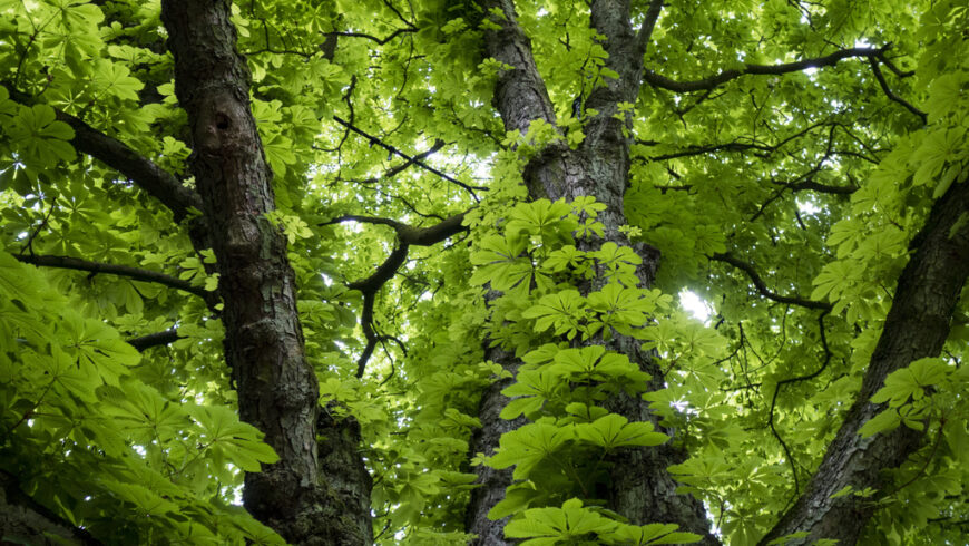Trees and forests: are they the solution against global warming?