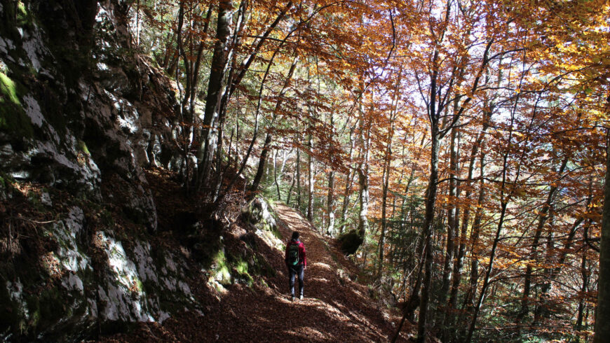 Autumn walk in the woods of Vanoi Valley