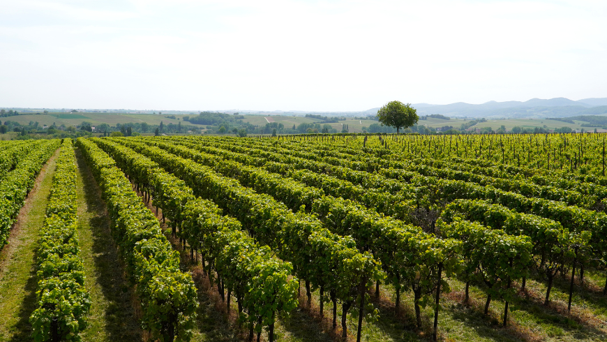 Marcillac Vineyards, among the most famous ones in the area