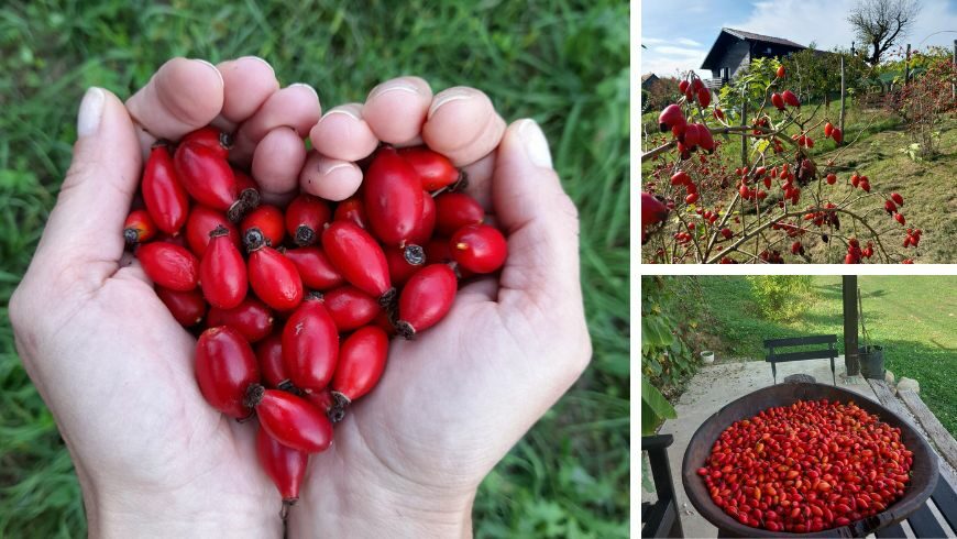 Berry picking at Rose Hip Hill - Rose Hip Hill: an Oasis of Nature and Sustainability in Breznica