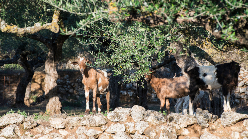 little goats among centuries-old olive trees