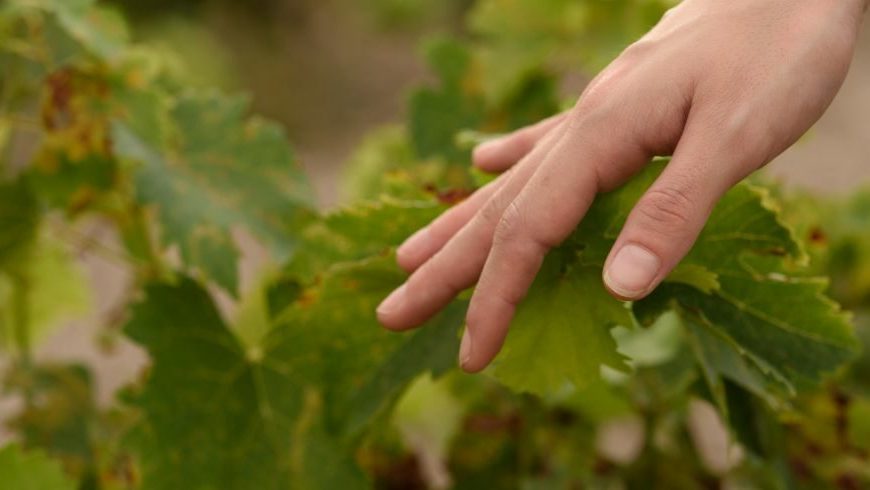 Hand and Vine
