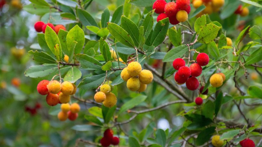 Photo d'un arbousier