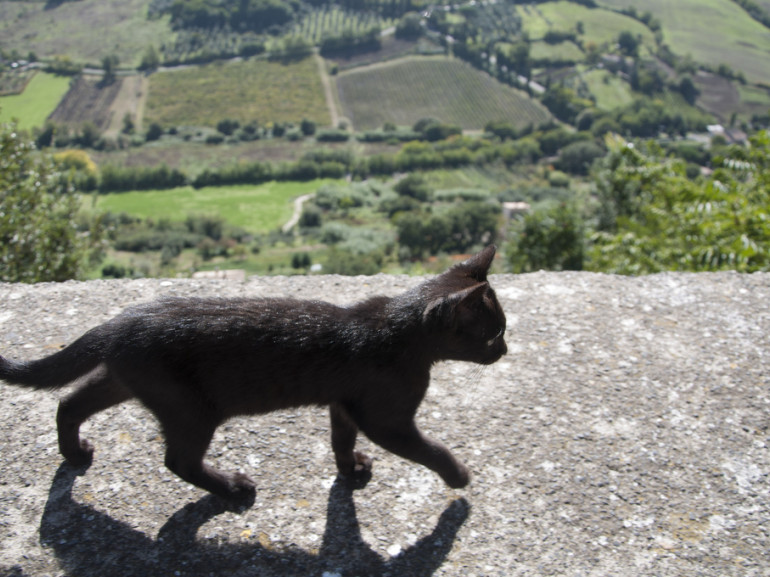 gatto nero che cammina su un cornicione, il paese di orvieto alle spalle circondato da verdi colline