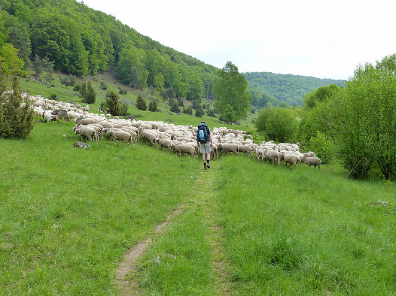 pastore con gregge per i prati alpini