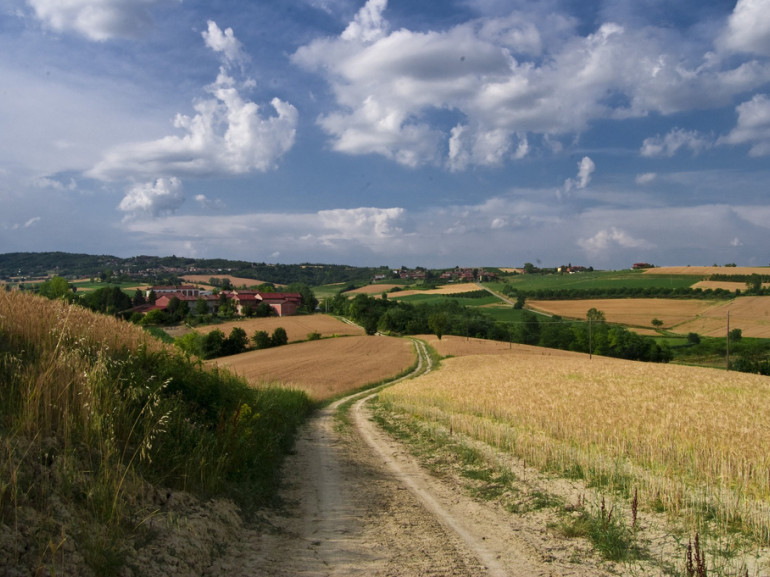 le colline del Monferrato con campi di grano 