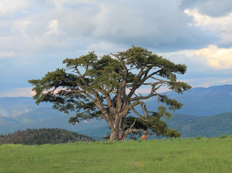 Vecchio pino simbolo del paese, 500 anni: una prova della longevità degli abitanti di Kamena Gora
