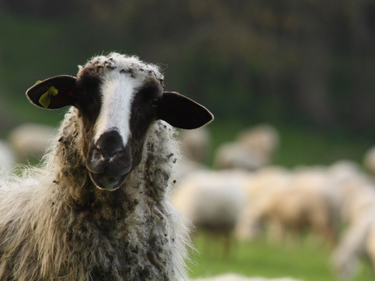 Le pecore delle campagne romane, da cui si ricava uno squisito percorino.