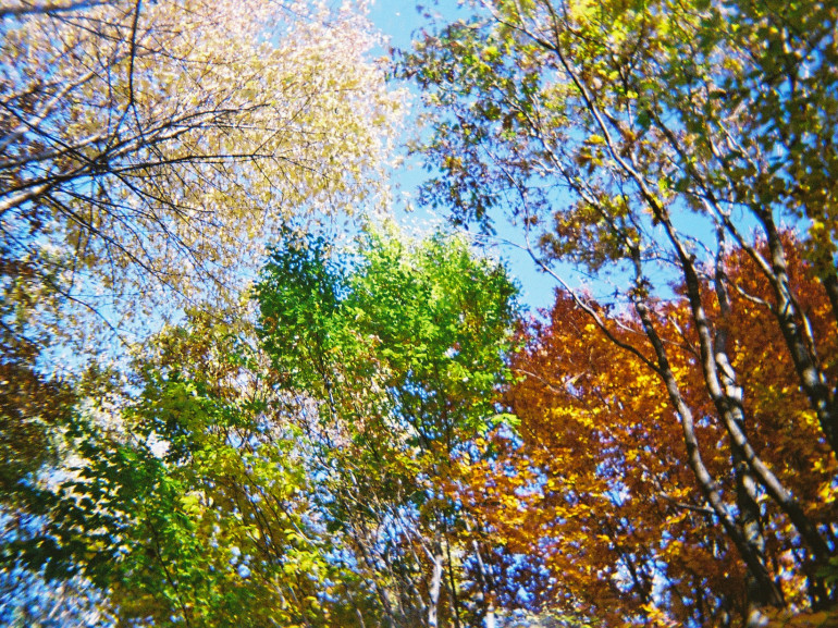 cime di alberi e foglie