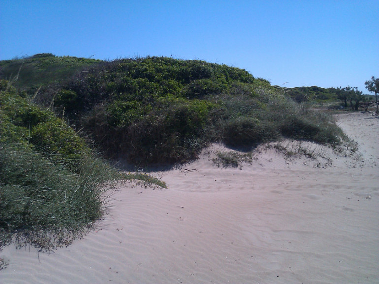 Il ruolo ecologico del posidonieto che protegge la costa dall'erosione del moto ondoso