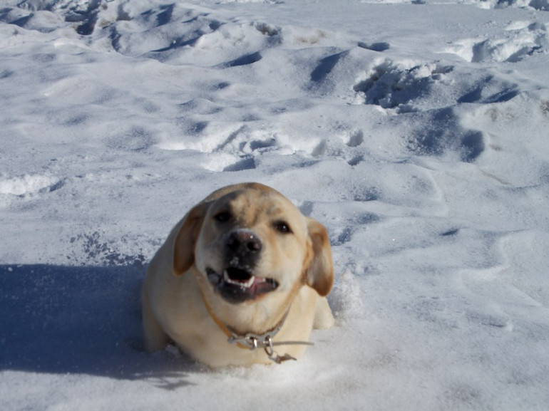 un cane sprofonda nella neve
