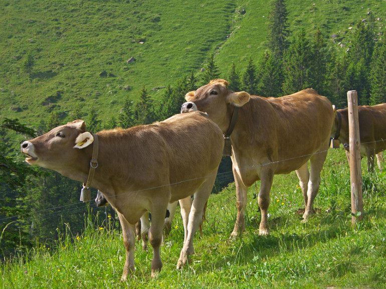 due mucche pascolano su verdi prati alpini