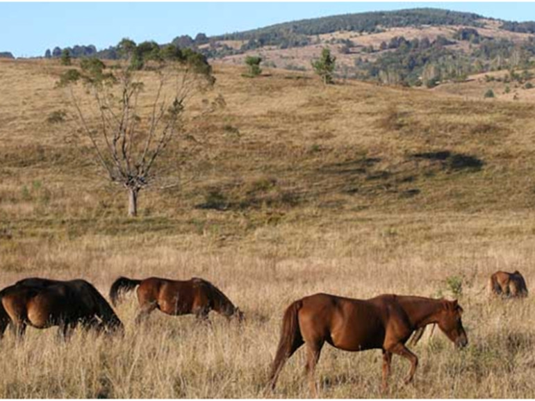 Cavalli selvaggi che dimorano nell'area di Vaslina