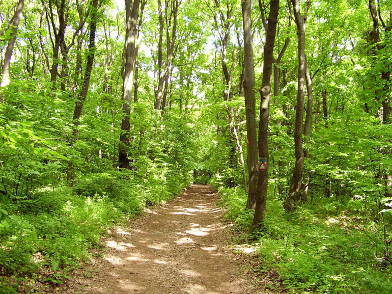 verdissimi alberi e un sentiero che lo attraversa