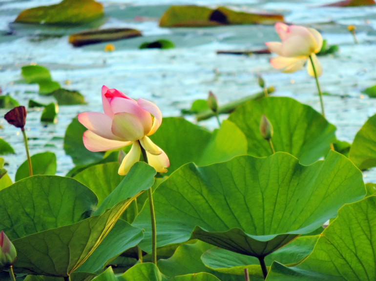 Fiori di loto che galleggiano nel lago di Varese