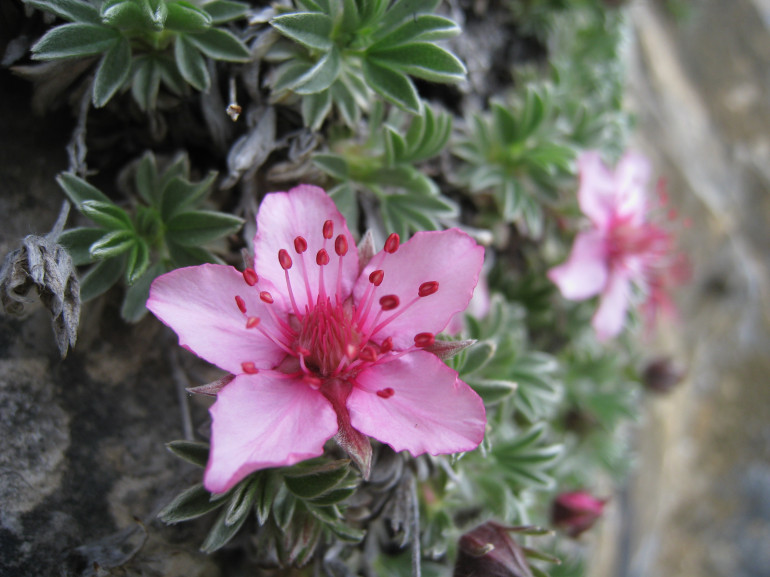 Cinquefoglia delle Dolomiti, fiore rosa nel Parco Adamello Brenta