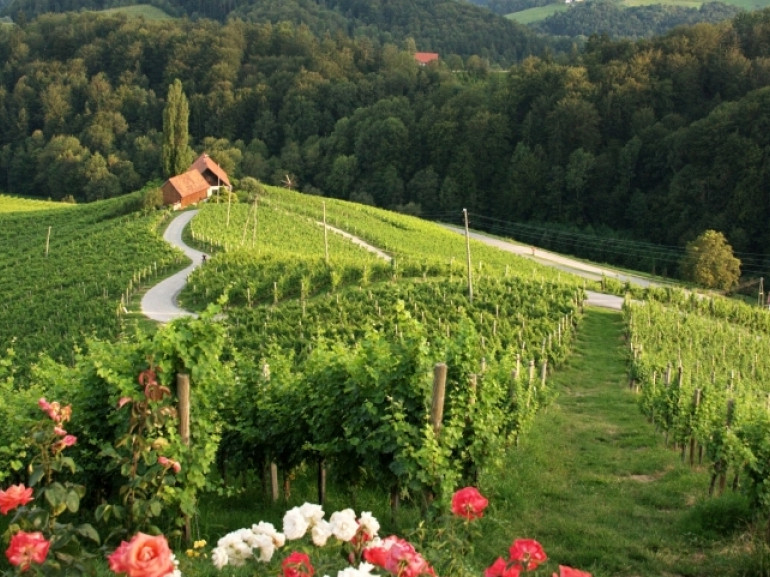 Vigneti vicino a Maribor, una delle capitali del vino della Slovenia