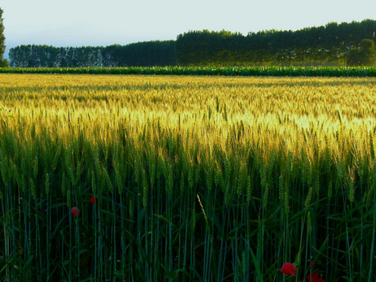 verdi campi di grano