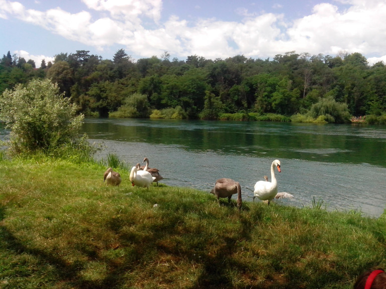Una famiglia di cigni sulle rive del fiume Adda