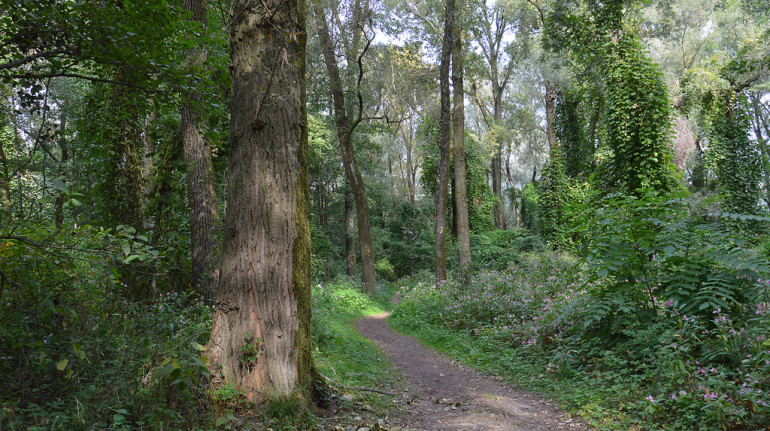 un sentiero che entra nel bosco tra fitta vegetazione di alberi e arbusti