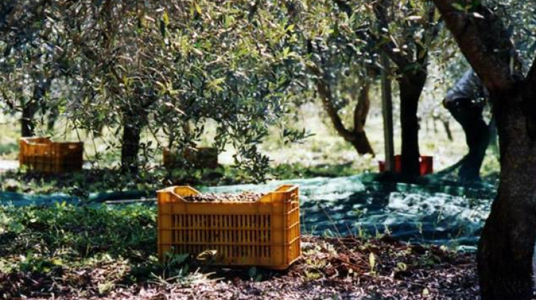Le olive prodotte dall'Agriturismo Piccapane