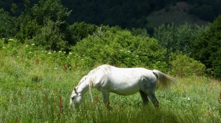 un cavallo bruca tra l'erba alta